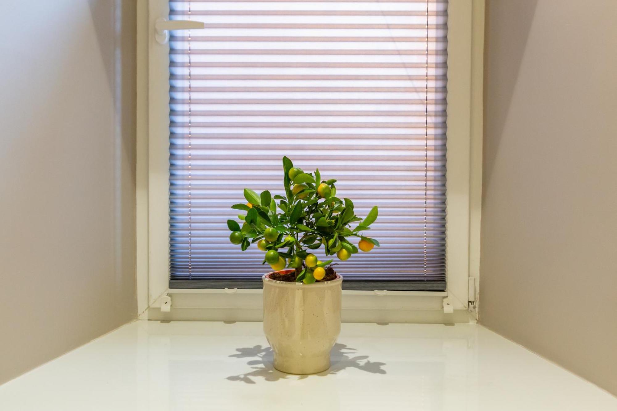 Apartment White Magnolia 4 Bedroom Premium And Parking *